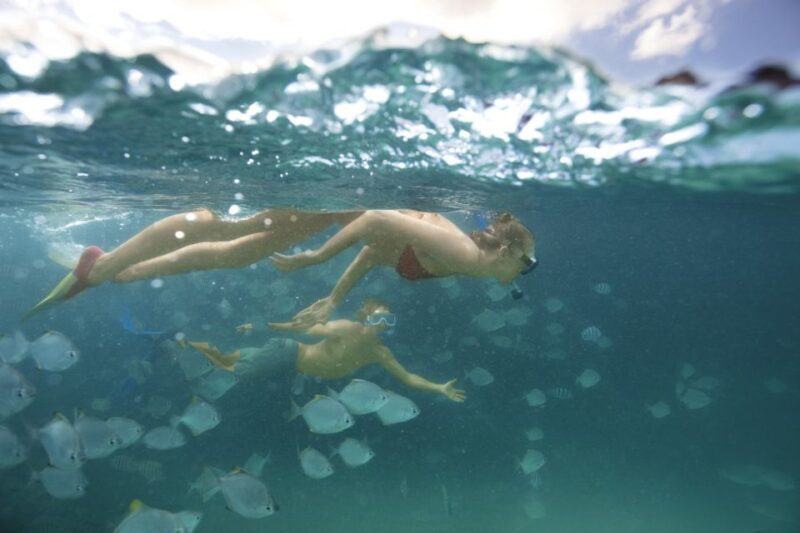 Moreton Island: Tangalooma Day Trip with Snorkeling Tour - Price and Value