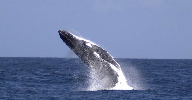 Moreton Island: Tangalooma Whale Watching & Dolphin Feeding - Key Points