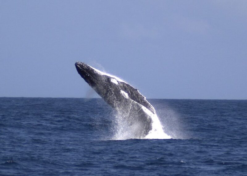 Moreton Island: Tangalooma Whale Watching & Dolphin Feeding - Afternoon: Exploring the Island & Eco Presentation