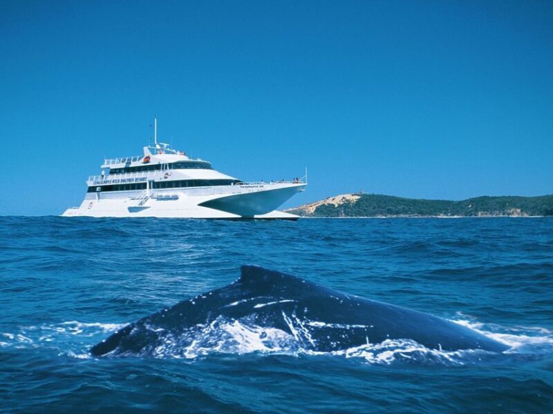 Moreton Island: Tangalooma Whale Watching & Dolphin Feeding - Sunset: Dolphin Feeding Adventure
