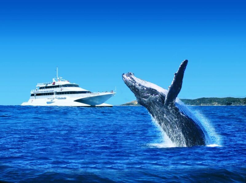 Moreton Island: Tangalooma Whale Watching & Dolphin Viewing - Exploring the Day in Detail