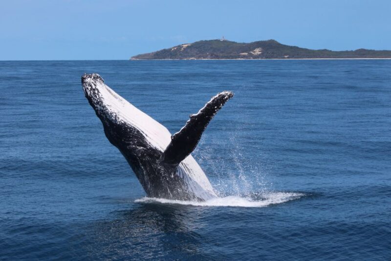 Moreton Island: Tangalooma Whale Watching & Dolphin Viewing - Frequently Asked Questions