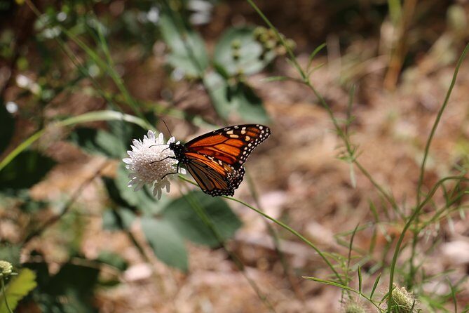 Morialta Wilderness and Wildlife Hike - FAQs