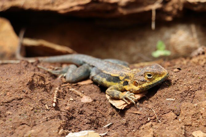 Morialta Wilderness and Wildlife Hike - Wrapping It Up: Is This Tour for You?
