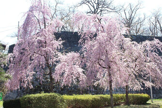 Morioka Town Half Day Walking Shared Tour with Wanko -Soba - Key Points