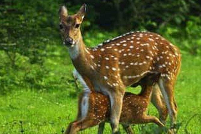 Morning 07 Hour Private Safari at Yala National Park by Yala La Safari Tours - FAQ