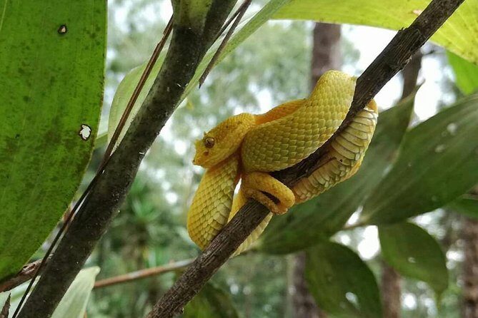 Morning Arenal Volcano Hike, Lunch & Natural Hot Springs River - Who Should Consider This Tour?