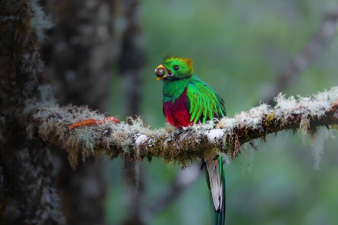 Morning Birdwatching and hummingbird sanctuary - A Detailed Look at the Experience