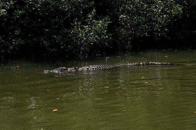 Morning Daintree Tour with River Cruise from Port Douglas - Final Thoughts: Is It Worth It?