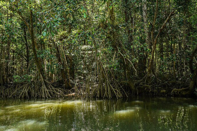 Morning Daintree Tour with River Cruise from Port Douglas - FAQ