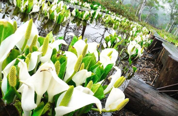 Morning departure-Shinjuku day trip: <Hatotoge Pass> A day trip to the distant "Oze" where wild flowers bloom - The direct bus makes Oze more practical