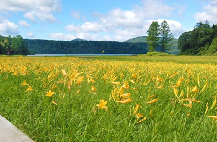 Morning departure-Shinjuku day trip: <Hatotoge Pass> A day trip to the distant "Oze" where wild flowers bloom - What the self-guided format means