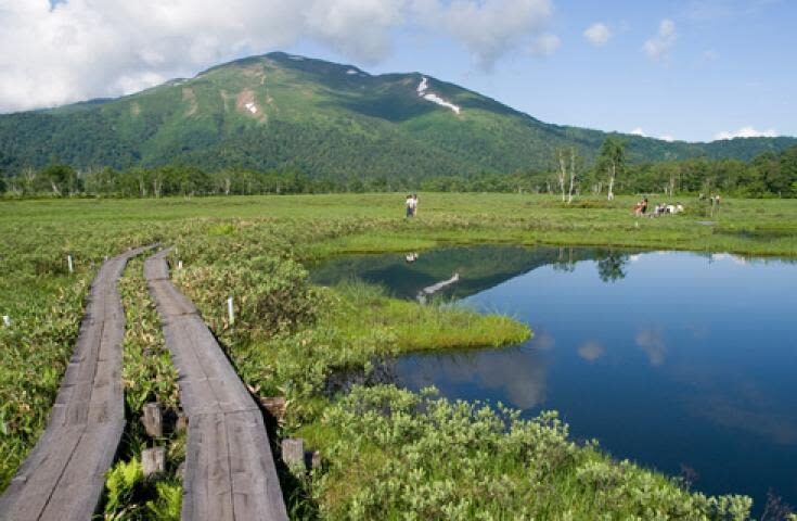 Morning departure-Shinjuku day trip: <Hatotoge Pass> A day trip to the distant "Oze" where wild flowers bloom - Is the $107.20 starting price good value?