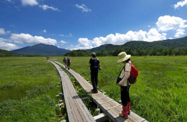 Morning departure-Shinjuku day trip: <Hatotoge Pass> A day trip to the distant "Oze" where wild flowers bloom - Who should book this Oze day trip?