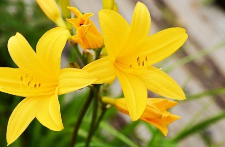 Morning departure-Shinjuku day trip: <Hatotoge Pass> A day trip to the distant "Oze" where wild flowers bloom - Booking and timing details