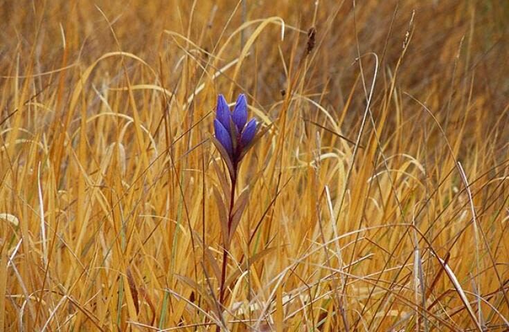 Morning departure-Shinjuku day trip: <Hatotoge Pass> A day trip to the distant "Oze" where wild flowers bloom - Should you book it?