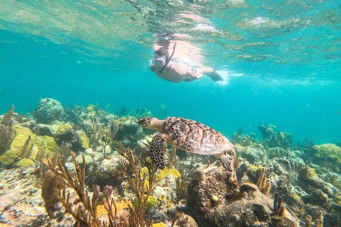 Morning Half Day Cruise from Providenciales with Snorkeling and Iguana Island - Key Points