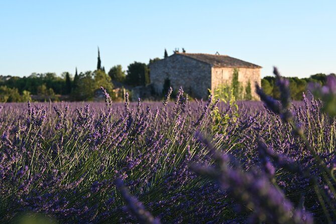 Morning Provençal Market & Food Discovery Tour - Who Should Consider This Tour?
