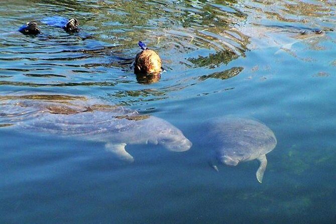 Morning Swim and Snorkel with Manatees-Guided Crystal River Tour - Morning Swim and Snorkel with Manatees-Guided Crystal River Tour Review