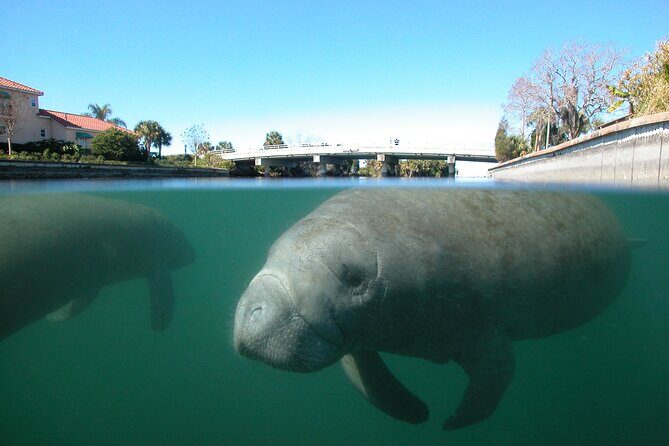 Morning Swim and Snorkel with Manatees-Guided Crystal River Tour - An in-Depth Look at the Tour Experience