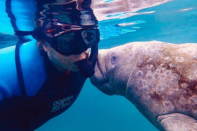 Morning Swim and Snorkel with Manatees-Guided Crystal River Tour - The Sum Up