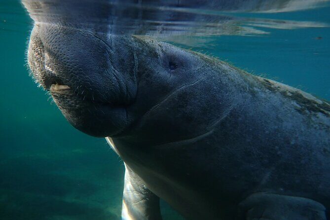 Morning Swim and Snorkel with Manatees-Guided Crystal River Tour - FAQ
