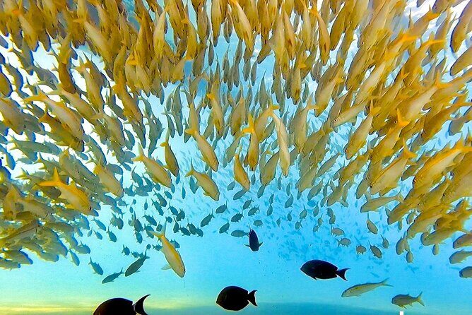 Morning Turtle Town Snorkel at Coral Gardens - An Authentic Maui Adventure on Maui’s Only Hawaiian-Built Catamaran
