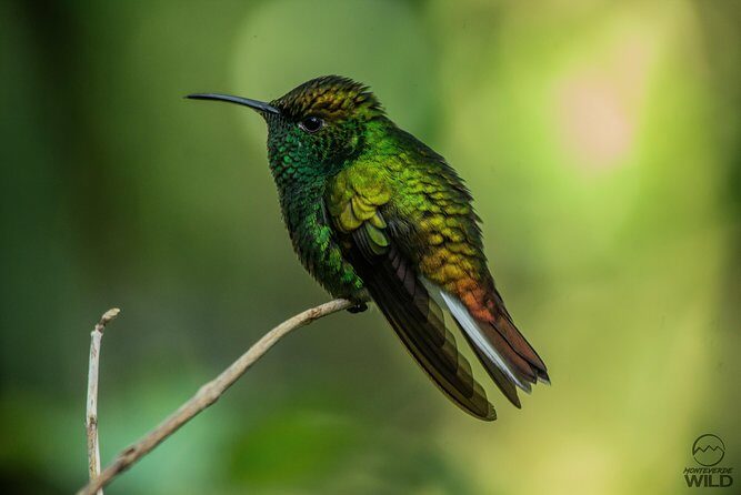 Morning Walk at Monteverde Cloud Forest Reserve -Monteverde Wild- - The Sum Up: Why Choose This Tour?