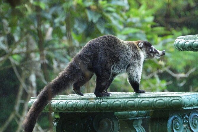 Morning Walk at Monteverde Cloud Forest Reserve -Monteverde Wild- - FAQ