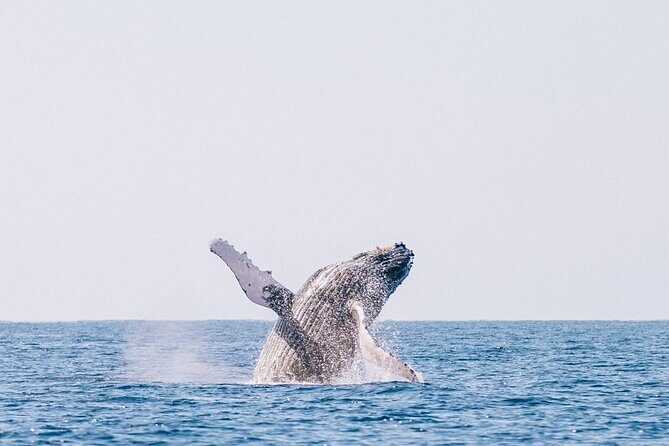 Morning Whale Watch: Lahaina Harbor - FAQ