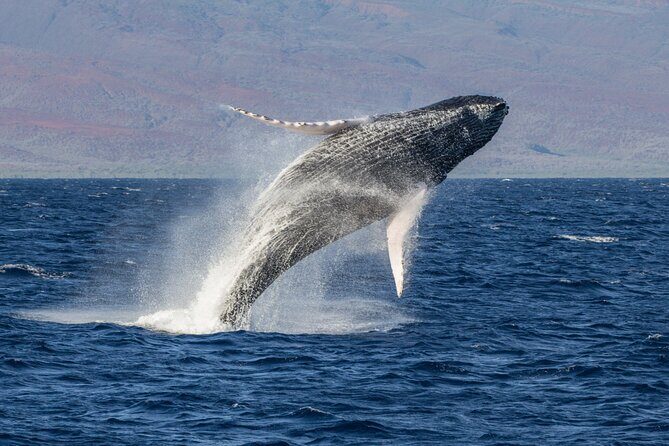 Morning Whale Watching Tour in Maui with Continental Breakfast - A Morning on Maui’s Waters with Whales and Breakfast