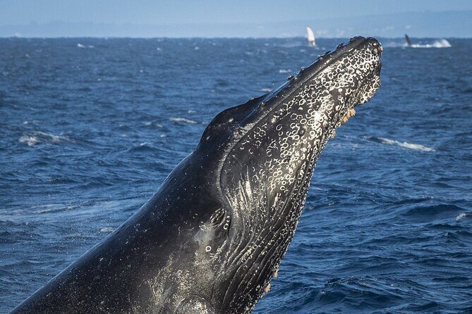 Morning Whale Watching Tour in Maui with Continental Breakfast - Who Is This Tour Best For?
