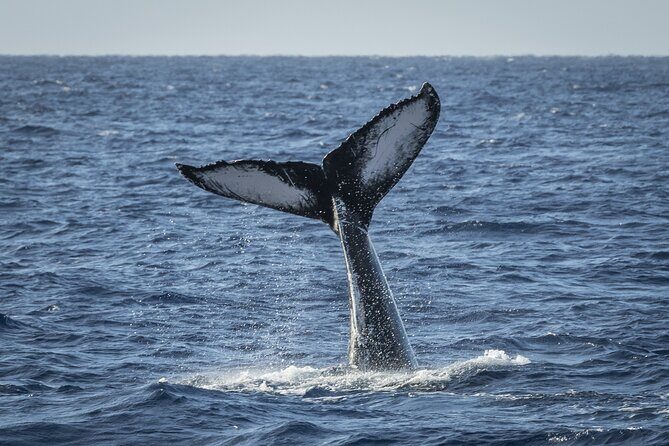 Morning Whale Watching Tour in Maui with Continental Breakfast - Final Thoughts