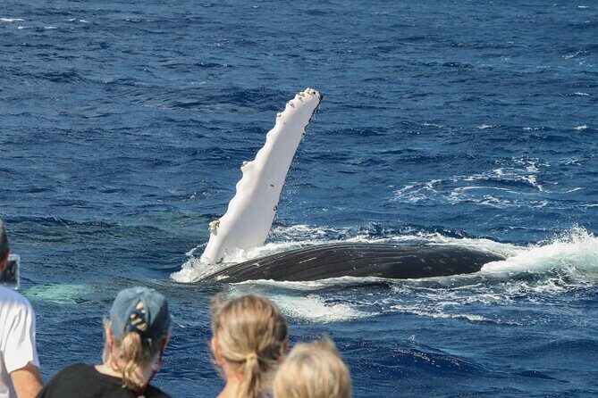 Morning Whale Watching Tour in Maui with Continental Breakfast - FAQ