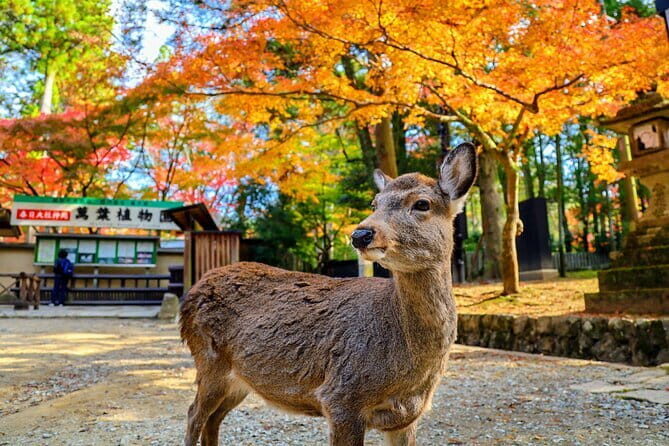 Morning Wonder World Heritage Nara Guided Tour - Key Points
