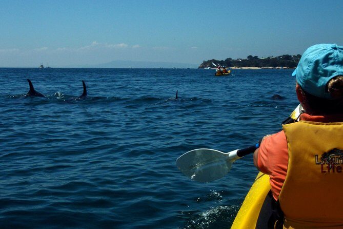 Mornington Peninsula Kayak Coastline Tour of Dolphin Sanctuary - Discovering the Mornington Peninsula Kayak Coastline Tour of Dolphin Sanctuary