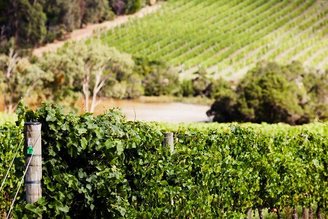 Mornington Peninsula Small Group Lunch & Art walk Pt Leo Estate - Who Should Consider This Tour?