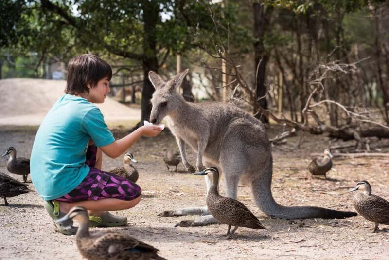 Mornington Peninsula Tour: wildlife, wine, art & hot springs - Mornington Peninsula Tour: wildlife, wine, art & hot springs