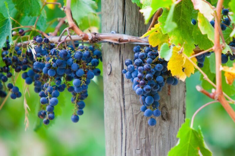 Mornington Peninsula Winery Bus Tour with Lunch & Wine - Final Thoughts