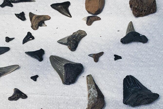 Morris Island Private Excursion - Key Points