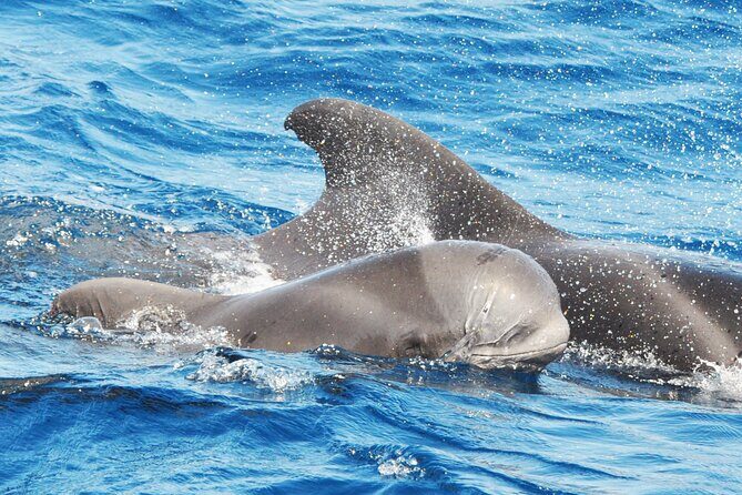 Morro Jable: 2 Hours Magic Dolphin & Whale watching with Drinks & Swim Stop. - Morro Jable: 2 Hours Magic Dolphin & Whale Watching with Drinks & Swim Stop