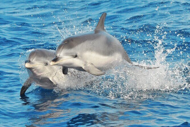 Morro Jable: 2 Hours Magic Dolphin & Whale watching with Drinks & Swim Stop. - Key Points