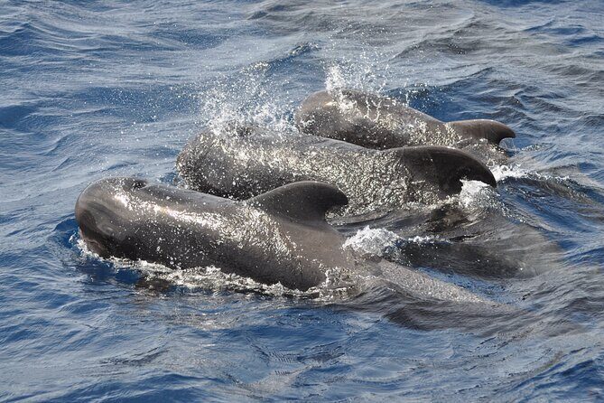 Morro Jable: 2 Hours Magic Dolphin & Whale watching with Drinks & Swim Stop. - The Sum Up