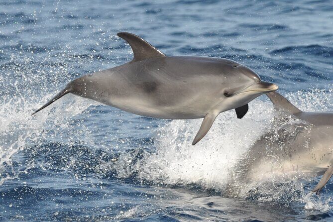 Morro Jable: 2 Hours Magic Dolphin & Whale watching with Drinks & Swim Stop. - Frequently Asked Questions