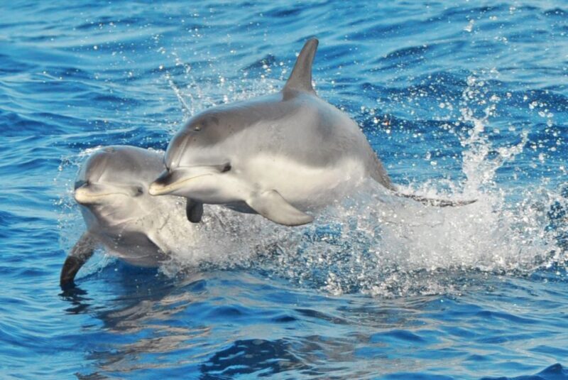Morro Jable: Dolphin & Whale Watching Cruise, Drinks & Swim - Authentic Reviews and What They Tell Us