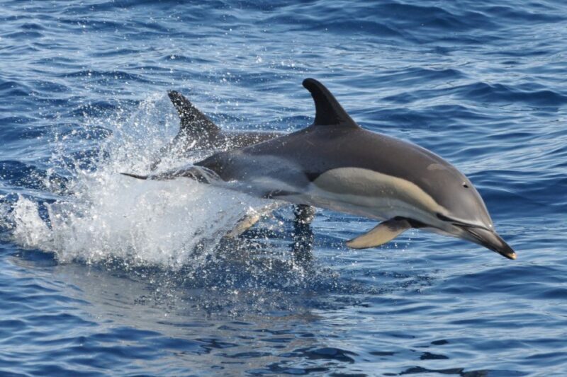 Morro Jable: Dolphin & Whale Watching Cruise, Drinks & Swim - Practical Details and Value