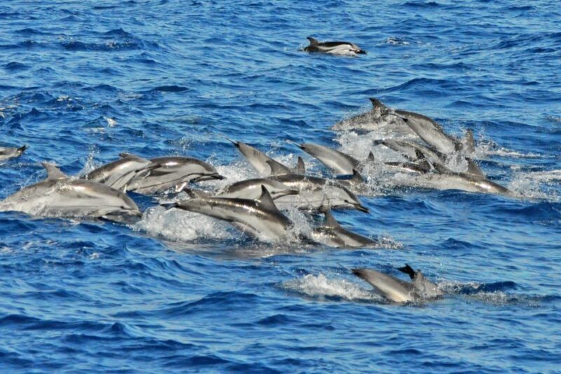 Morro Jable: Dolphin & Whale Watching Cruise, Drinks & Swim - FAQs