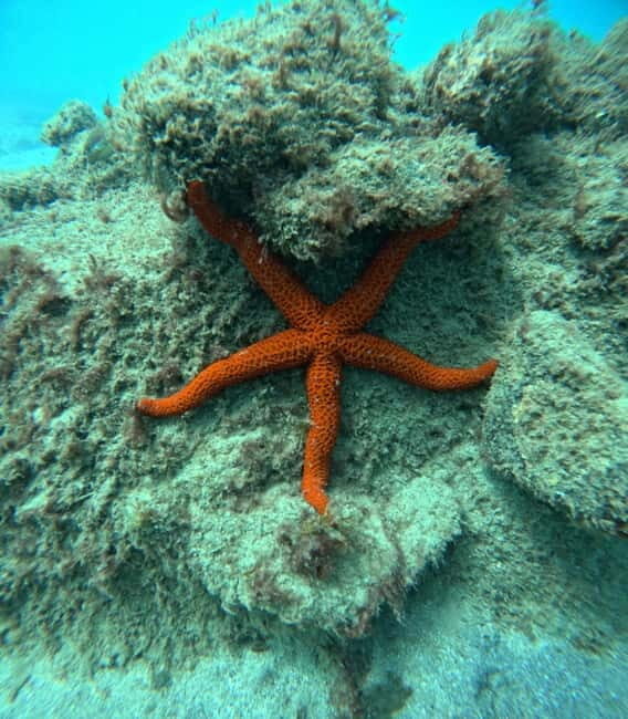 Morro Jable: Snorkeling Adventure - Who Is This Tour Best Suited For?