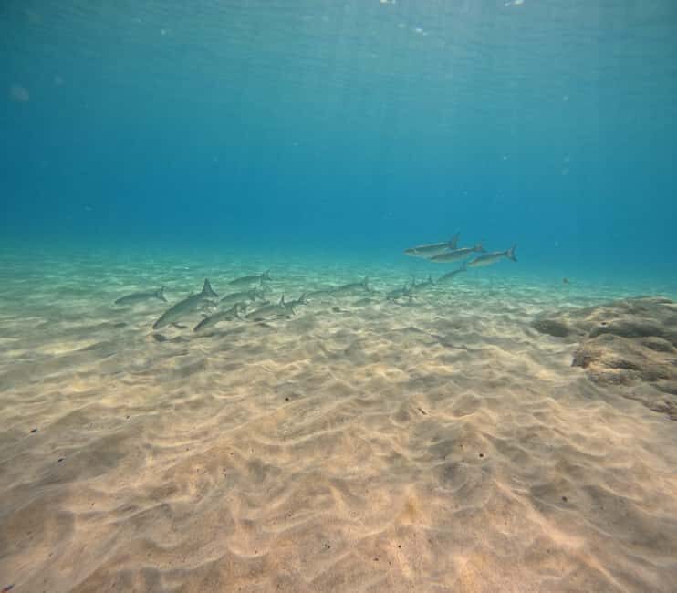 Morro Jable: Try Out Diving, No Prior Experience Needed! - Key Points