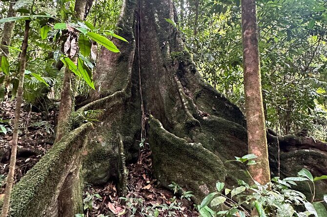 Mossman Gorge Daintree Experience Small Groups - Practical Details & Considerations